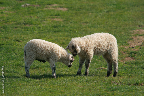 lambs playing on green pasture
