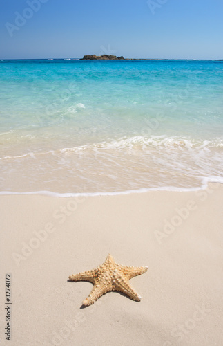starfish on the beach