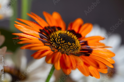 camomile