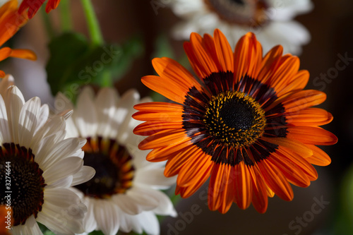 camomile-3
