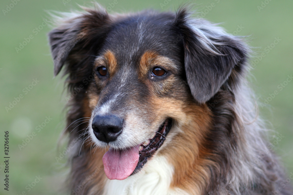 australian sheppard - portrait