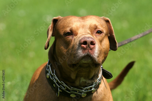 pitbull red nose