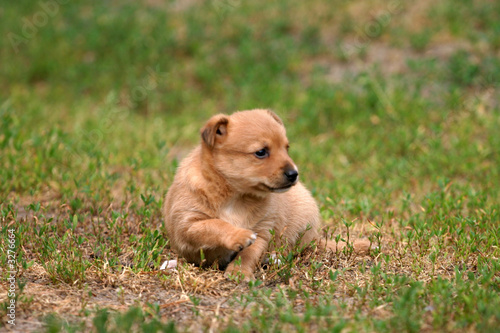 puppy on the grass :)