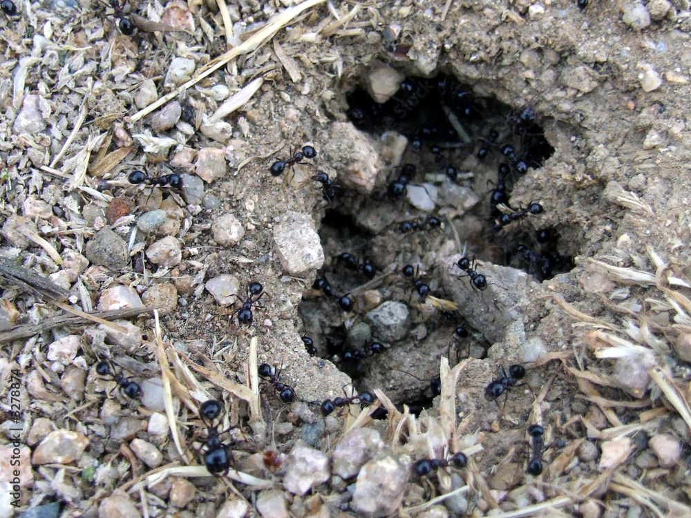 ant nest ant nest