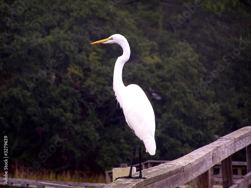 white bird