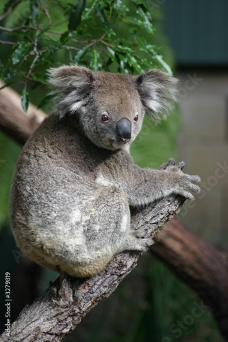 koala