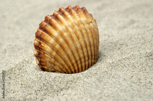 beautiful sea shell