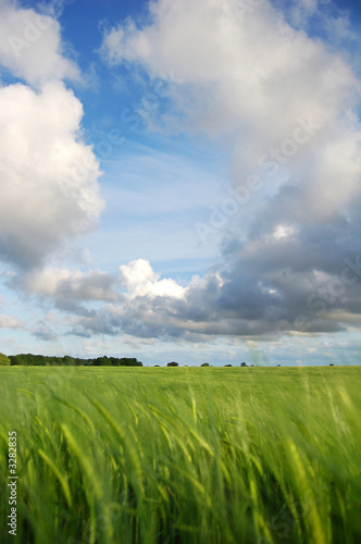 green lands