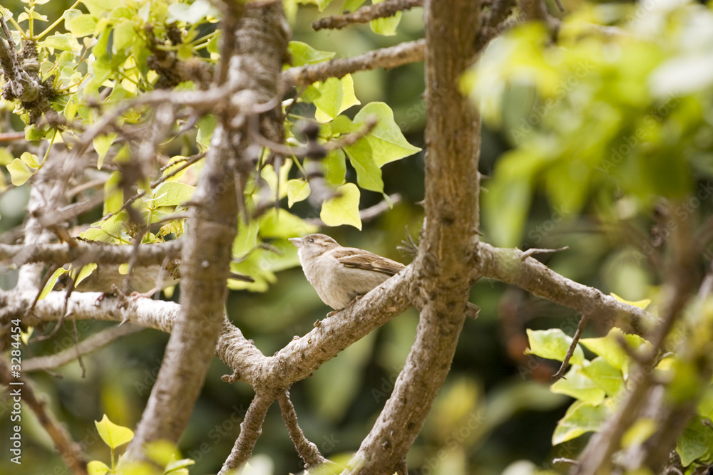 sparrow