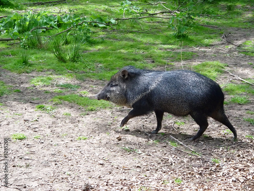 peccary i