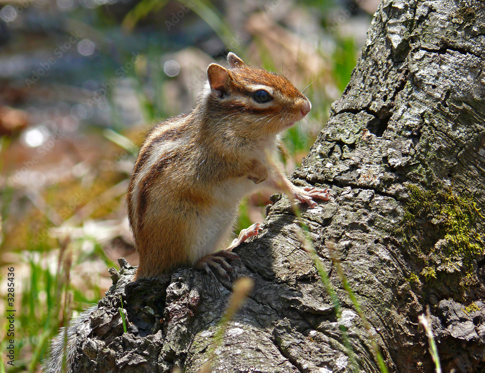 siberian chipmunk 1 siberian chipmunk 1