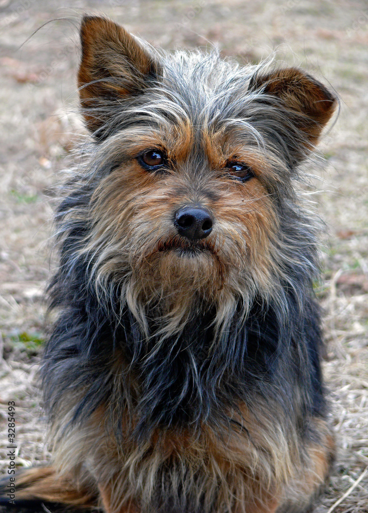 very shaggy dog 7 very shaggy dog 7