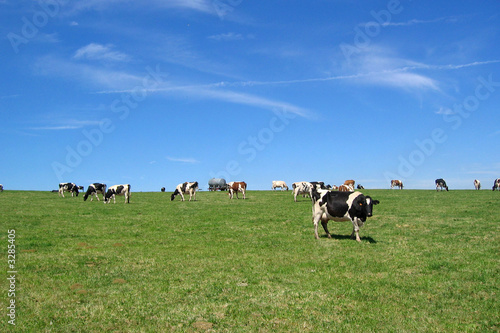 vaches à l'horizon