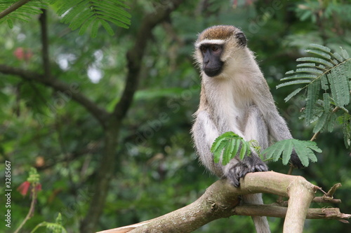 vervet sur une branche