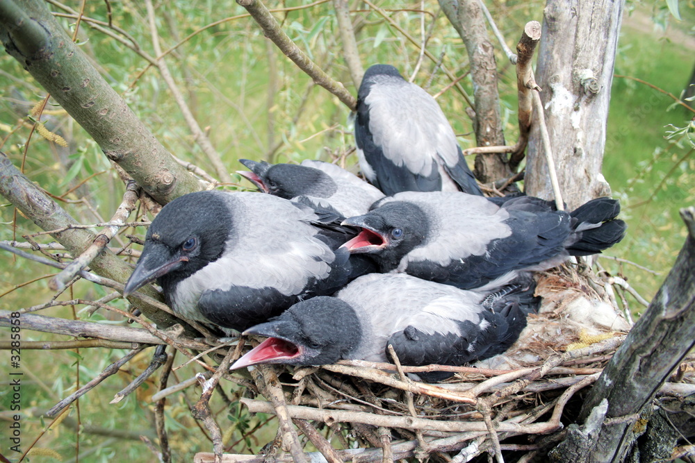 Fototapeta premium fledgling