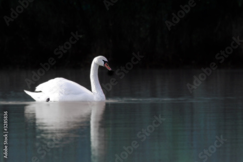 swan reflections