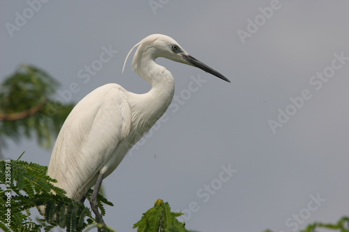 portrait de grande aigrette