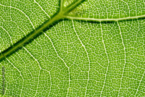 vein of the leaf