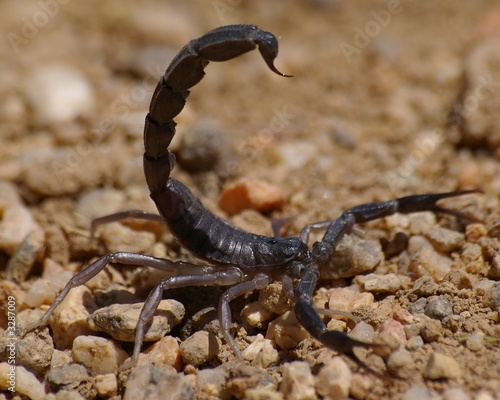 scorpion noir du hoggar
