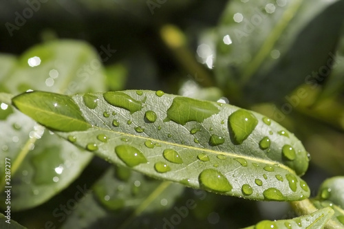 rain on leaf