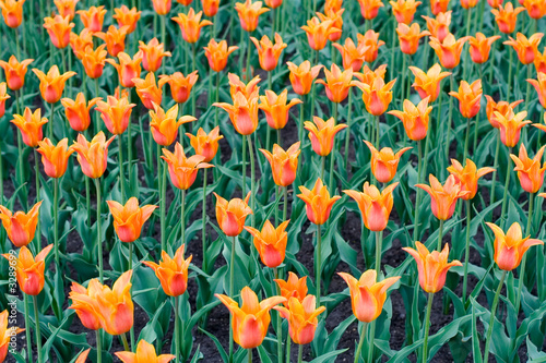 lots of orange tulips © Sergios