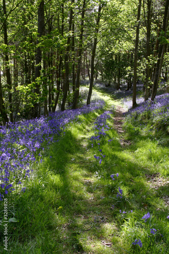 Obraz premium bluebell woods