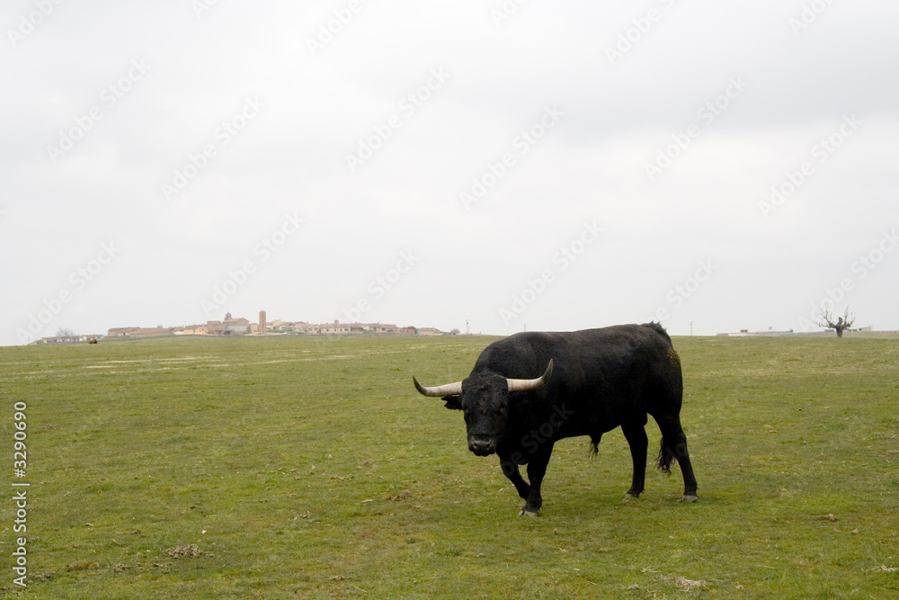 charging bull charging bull