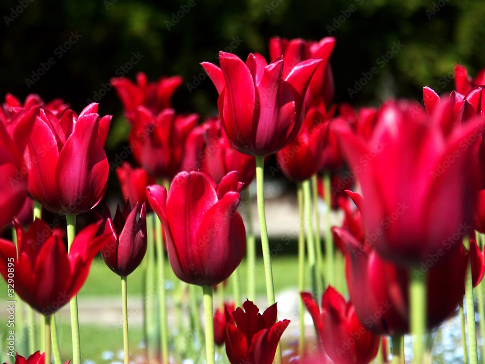 Obraz premium rote tulipane