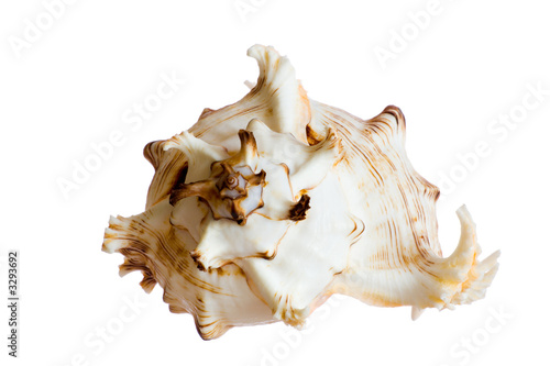spiral shell isolated on white