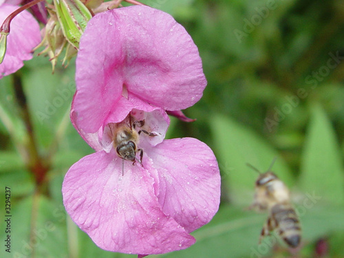 blumen photo