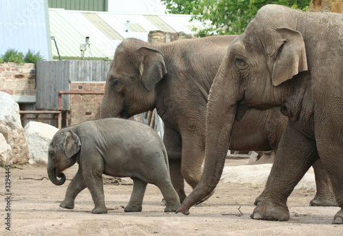 Photography elephant family