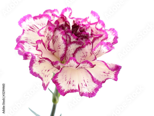 purple and white carnation