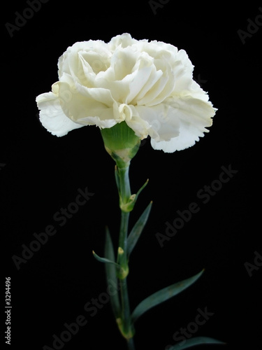 white carnation