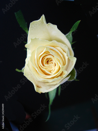 isolated cream rose