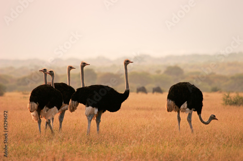 ostriches photo