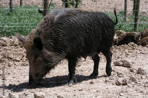 jabali