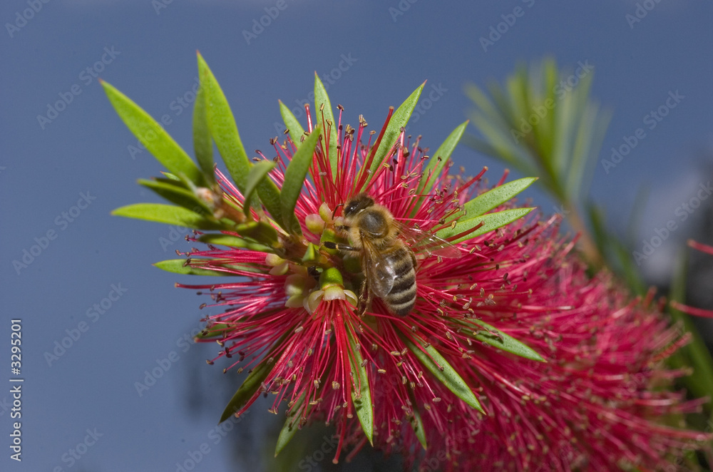 bee bee