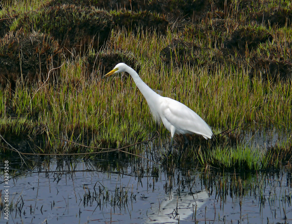 Obraz premium great white egret 2
