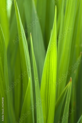 grass abstract