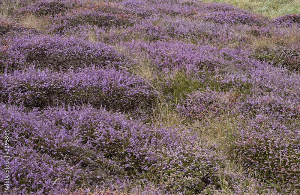 tapis violet