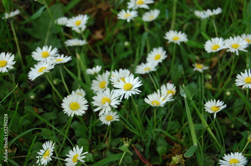 daisy close ups 1