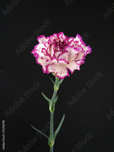white and purlpe carnation