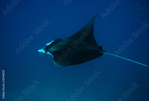 manta