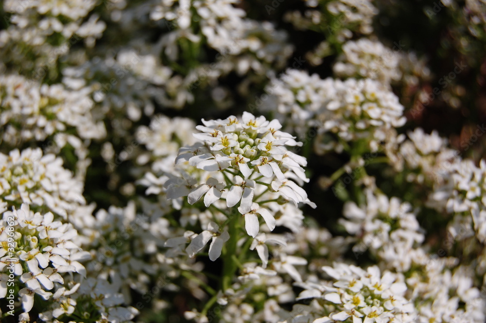 blumen wiese