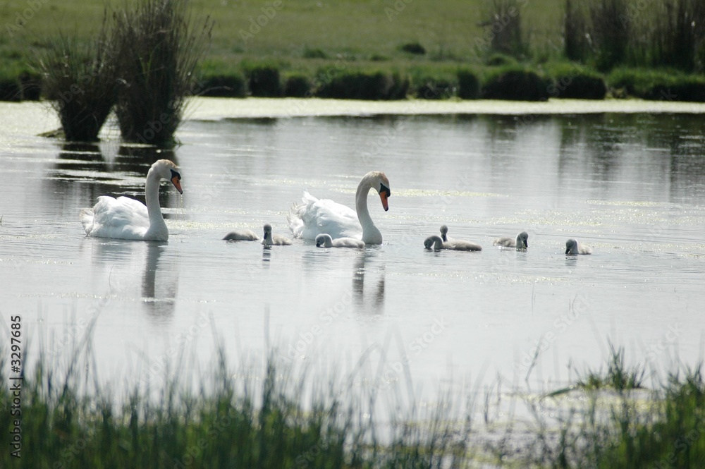 famille de cygnes famille de cygnes