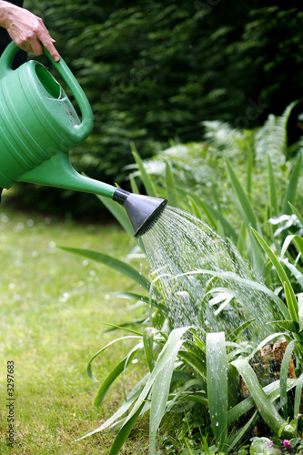 arrosage du jardin