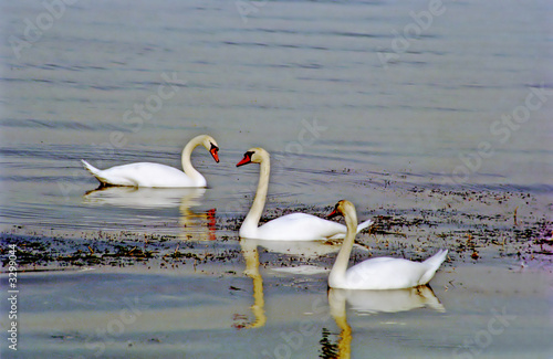 swans