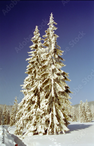 snowy trees