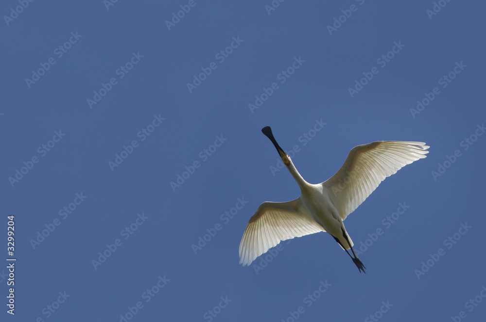 spatule white spoonbill spatule white spoonbill