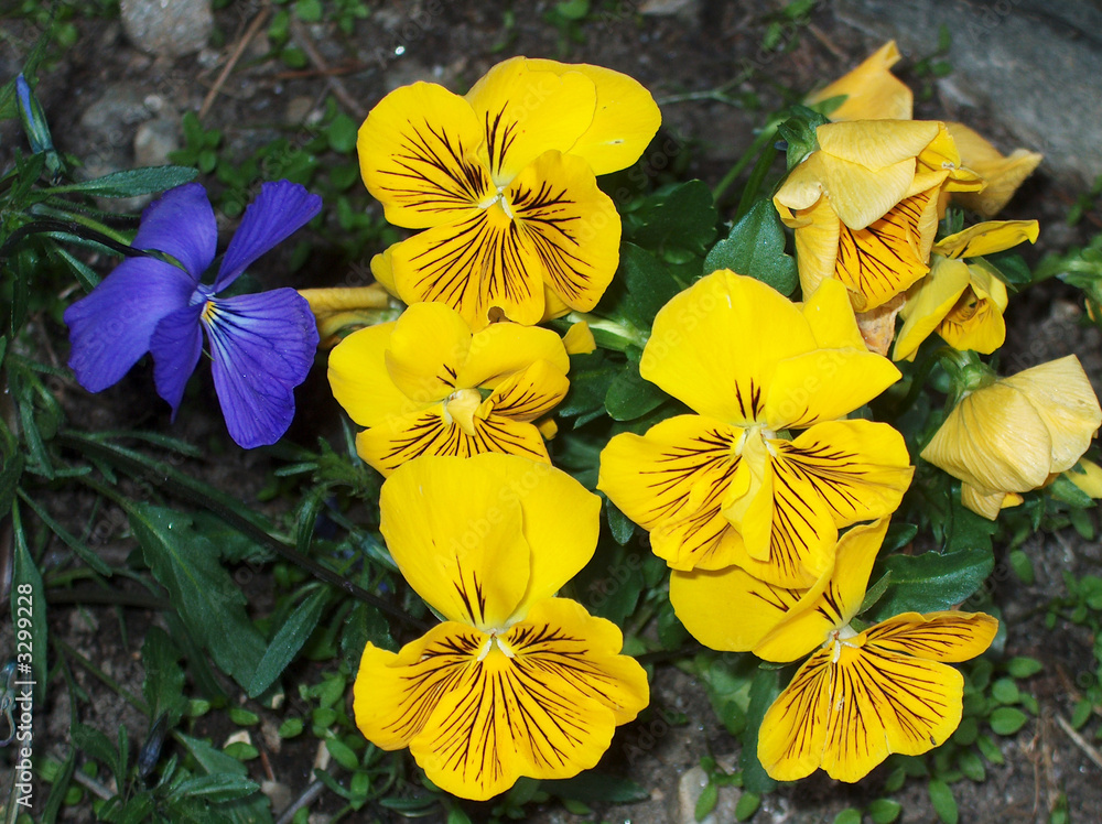 fiore,flora,giallo,blu